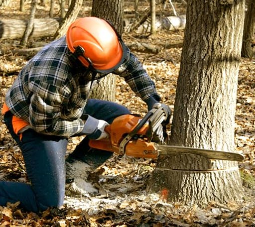 Tree Removal in Panna Maria, TX